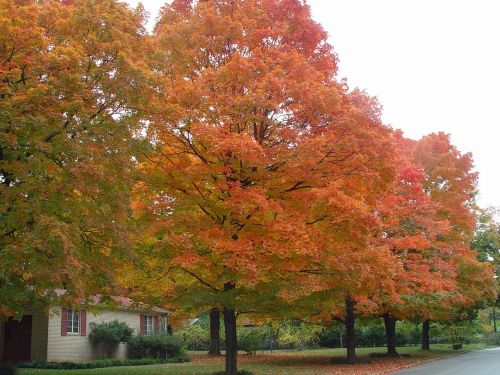 ozark fall colorful trees