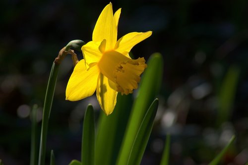 ozark backlit daffodil  garden  bloom