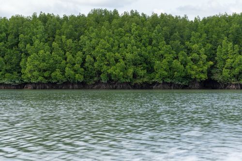 pa the mangrove forest sea
