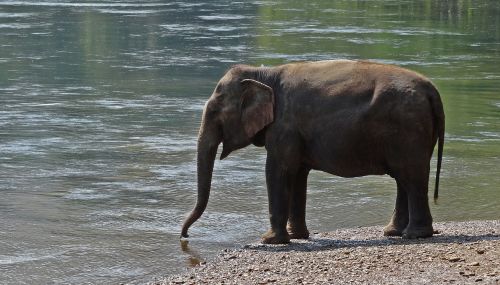 pachyderm elephant national park