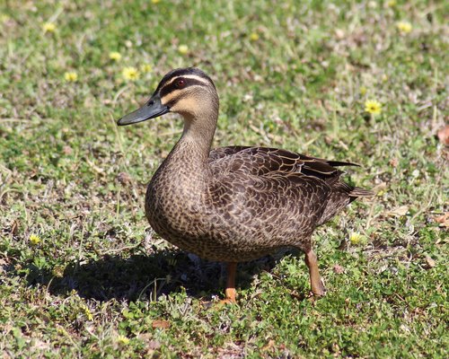 pacific black duck  waddling  lawn