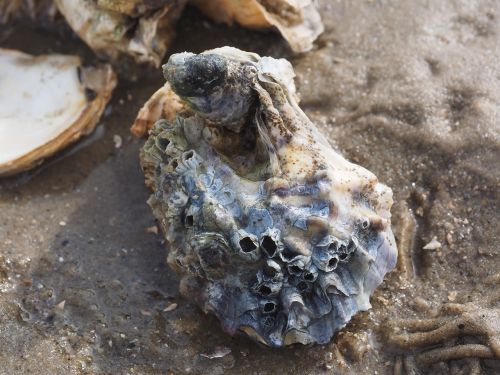 pacific oyster oyster shell