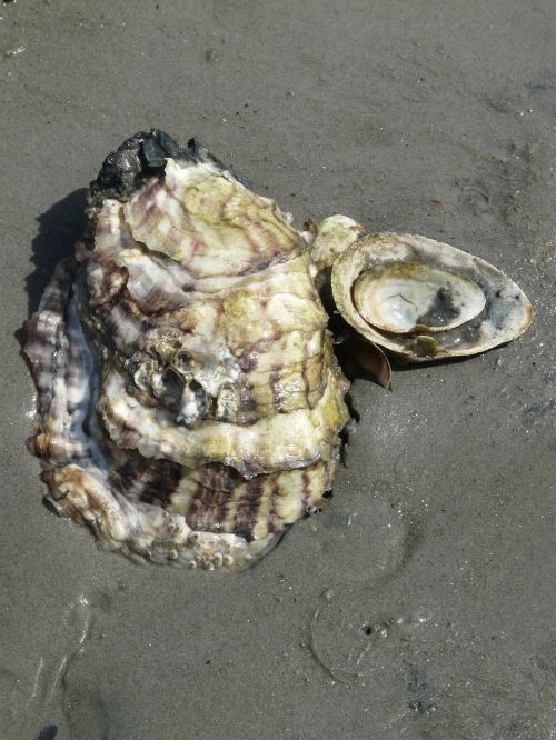 pacific oyster oyster shell