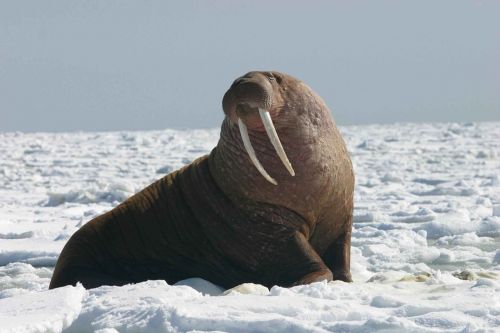 pacific walrus portrait bull