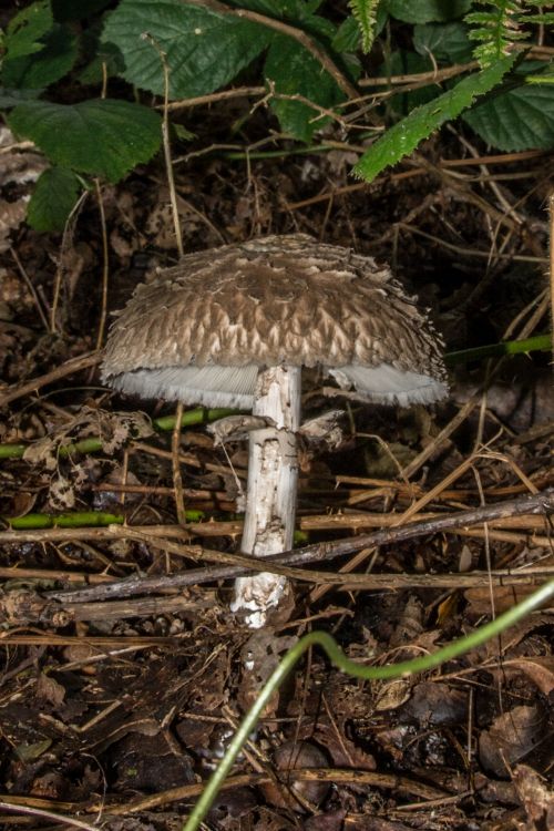 Mushroom