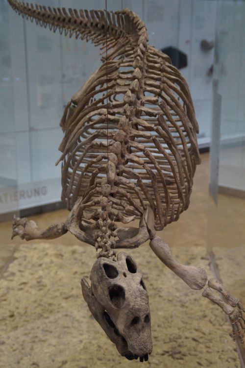 paddle lizard skeleton extinct