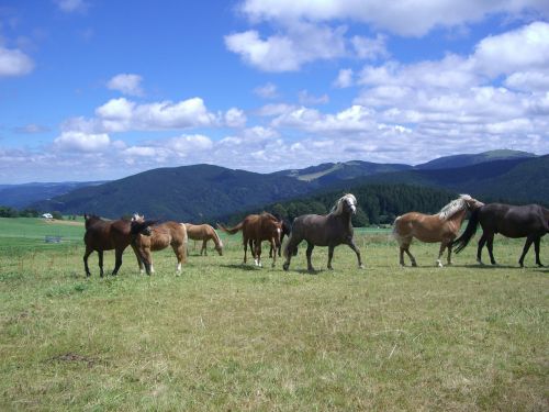 paddock horse flock