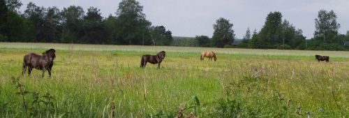 paddock horses coupling