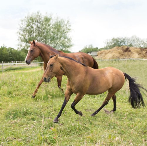 paddock  horses  pasture