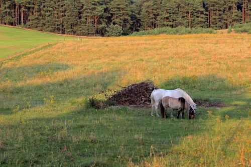 paddock horses coupling