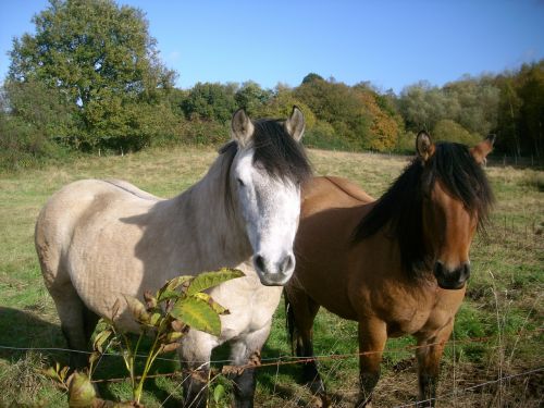 paddock horses nature