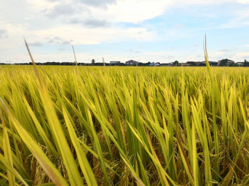 paddy field rice
