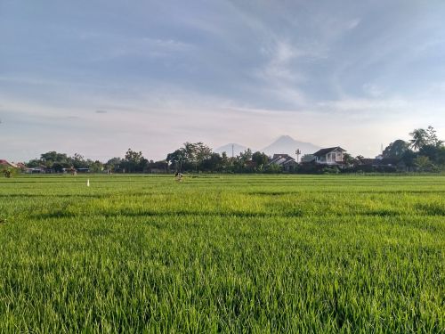 paddy ricefield field