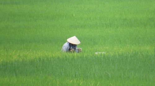 paddy vietnam farmer's wife