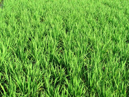 paddy fields greenery