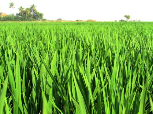 paddy fields rice