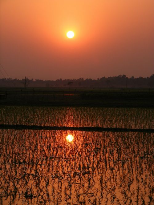 paddy rice paddy sunset