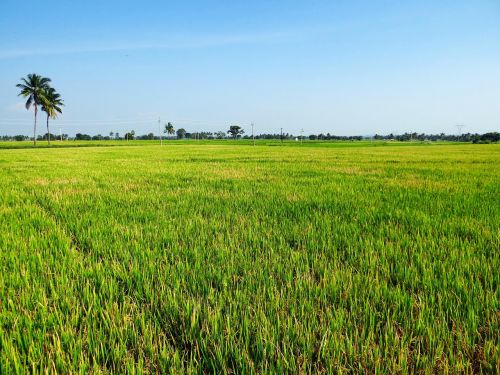 paddy cultivation gangavati karnataka