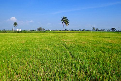 paddy cultivation gangavati karnataka