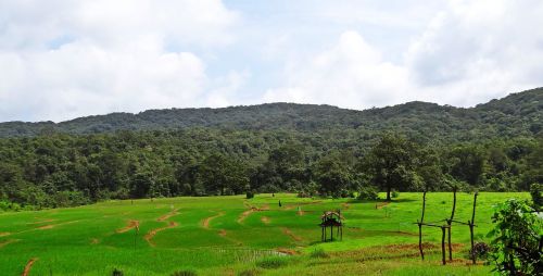 paddy field hills landscape
