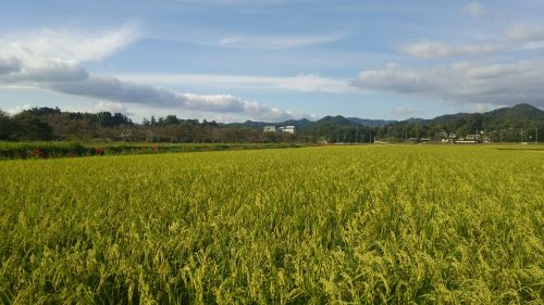paddy field usd rice