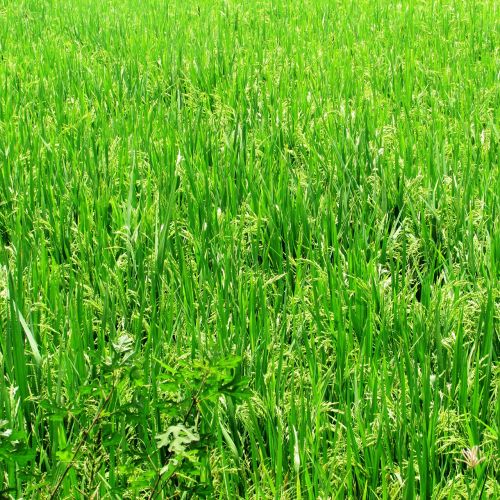 paddy field rice field plantation