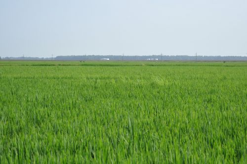 paddy fields rice thailand
