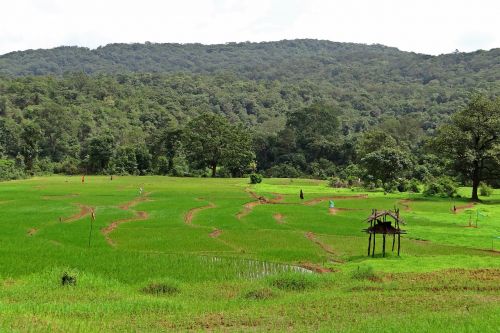 paddy fields farm watch western ghats