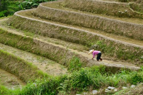 paddy fields paddy fields