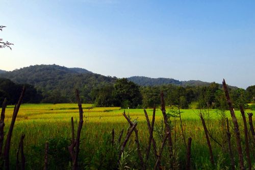 paddy fields rice fields