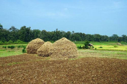 paddy harvest hay stack workers