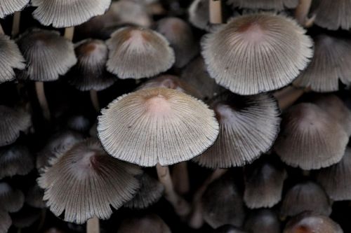 padenstoel forest nature