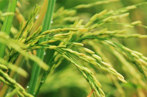 padi field indonesian rice