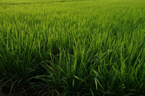 padi fields rice production malaysia