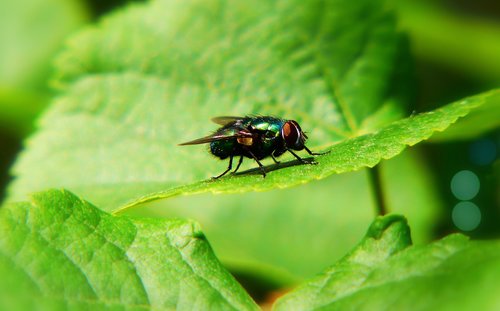 padlinówka imperial  muchówka  insect