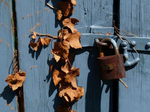 padlock foliage blue