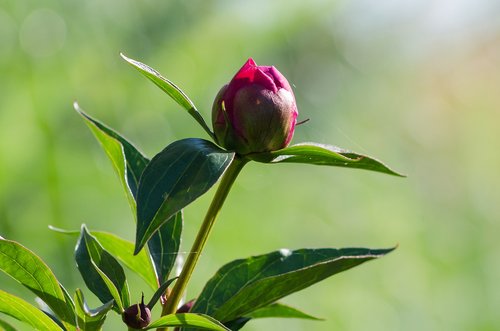 paeonia  peony  blossom