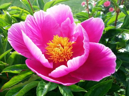 paeonia peony flower