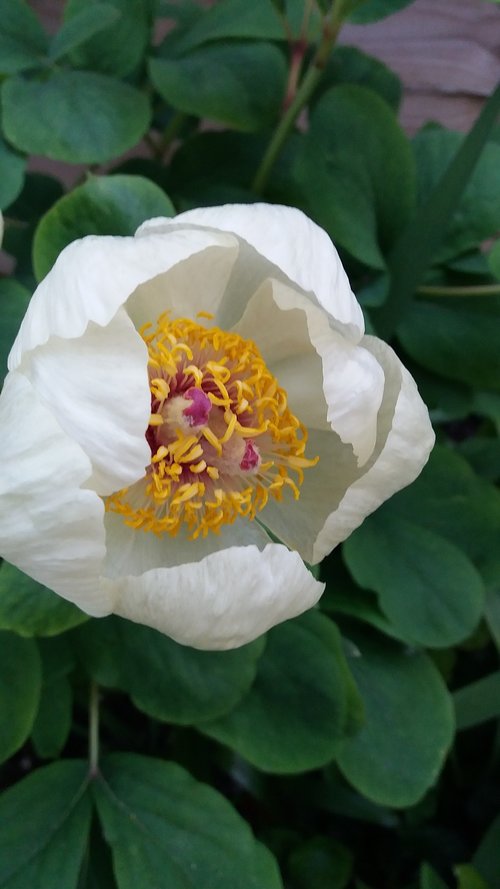 paeonia mlokosewitschii  flower  spring