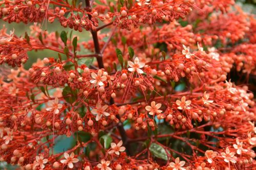 pagoda flower orange flower