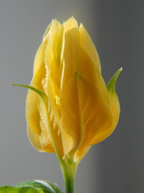 pahistahis a yellow flower bud