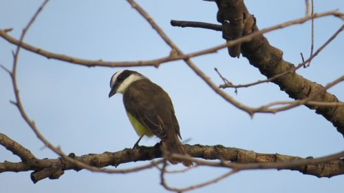 paige birdie freedom