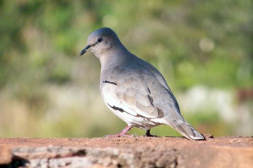 paige nature bird