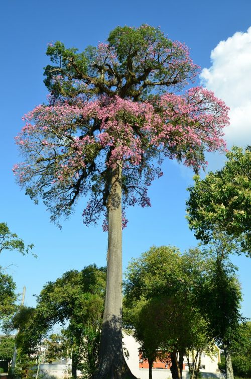 paineira flowering ceiba speciosa curitiba