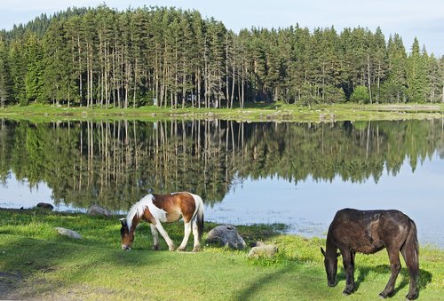 paint horse  horse  horses