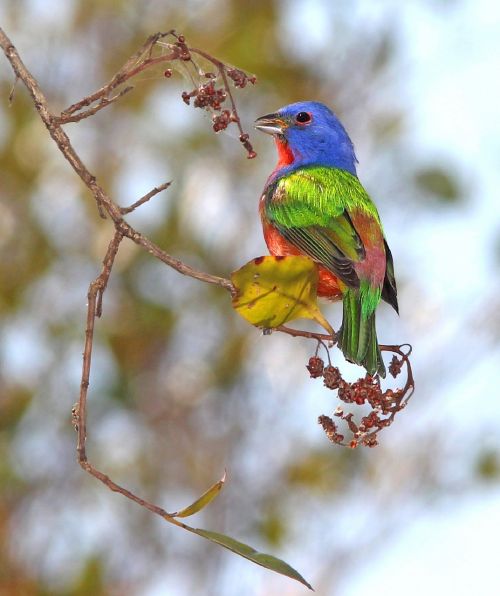 painted bunting bird perched