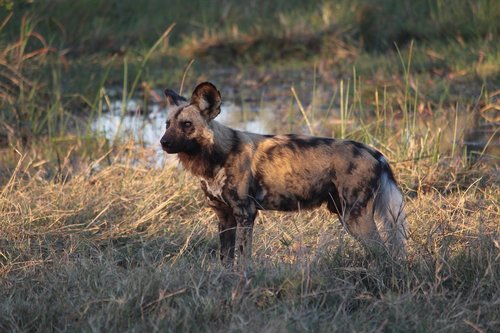 painted dog  wild  africa