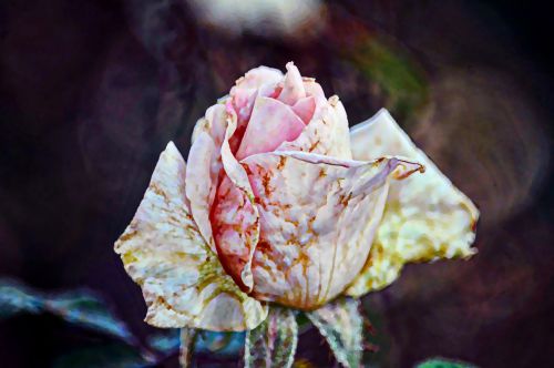 Painted Faded Rose