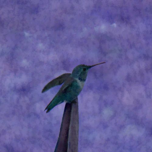 Painted Hummingbird