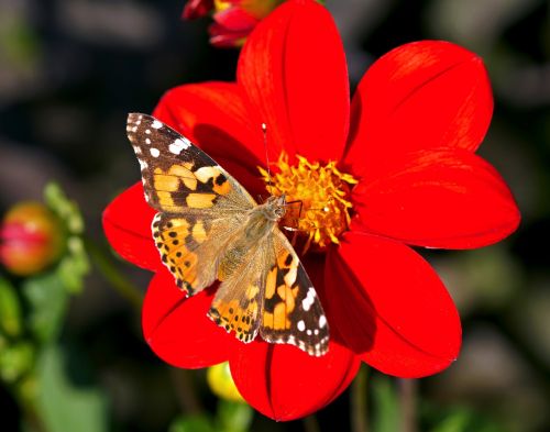 painted lady dahlia red